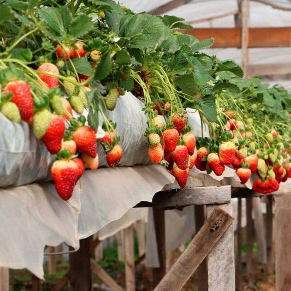 MORANGO